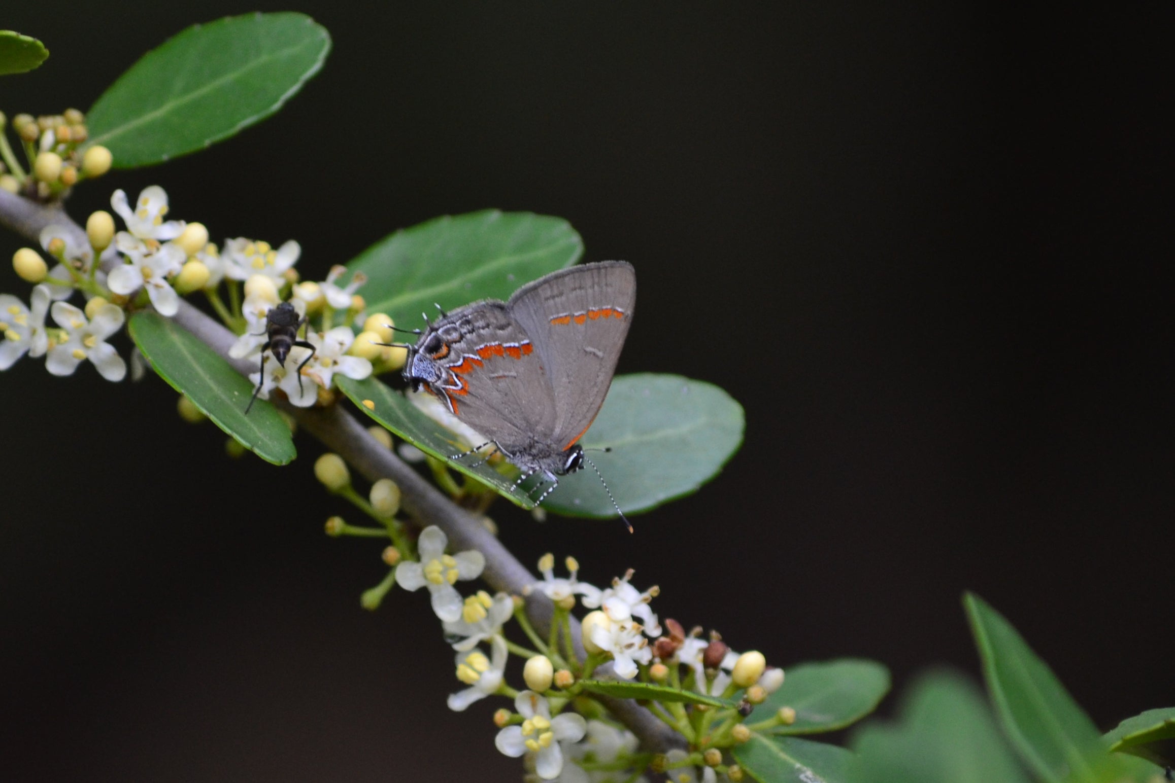 A photograph of a small gray-brown butterfly with red spots sitting on a twig with tiny, white flowers, oval-shaped green leaves, and a black background. 